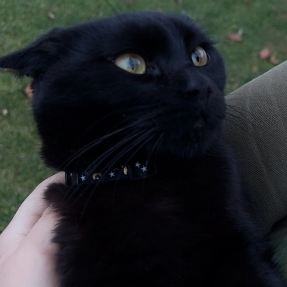 Meet your Posher, Mimi - Picture 1 of 1